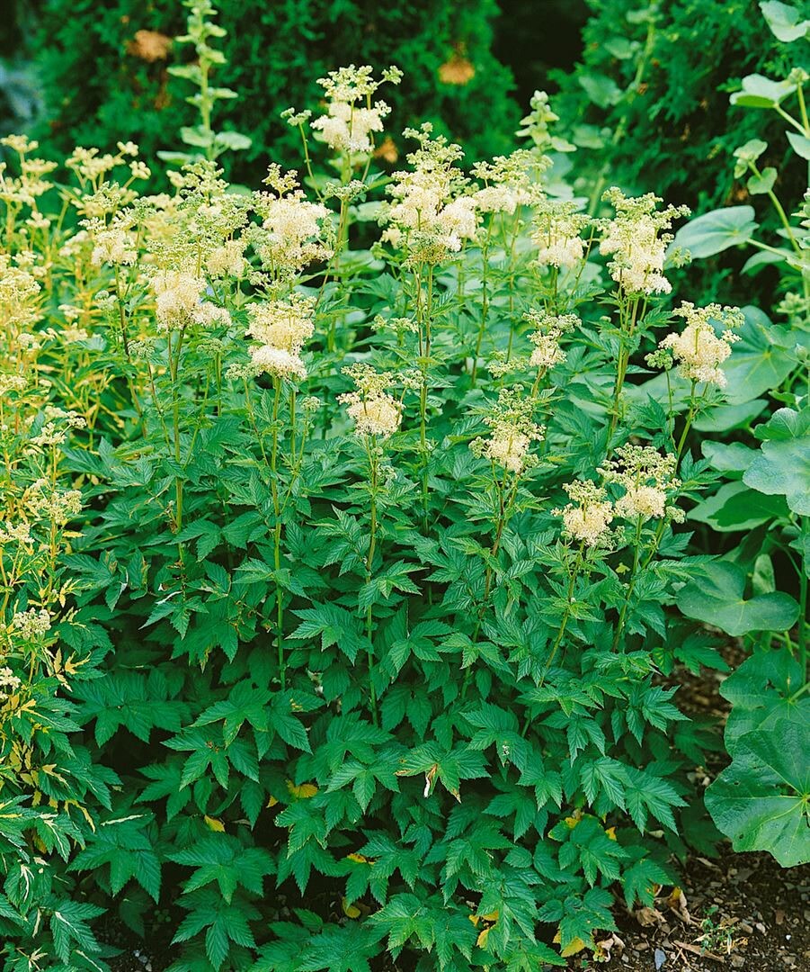 Filipendula ulmaria 'Plena', M&auml;des&uuml;&szlig;, gef&uuml;llt, ca. 9x9 cm Topf 