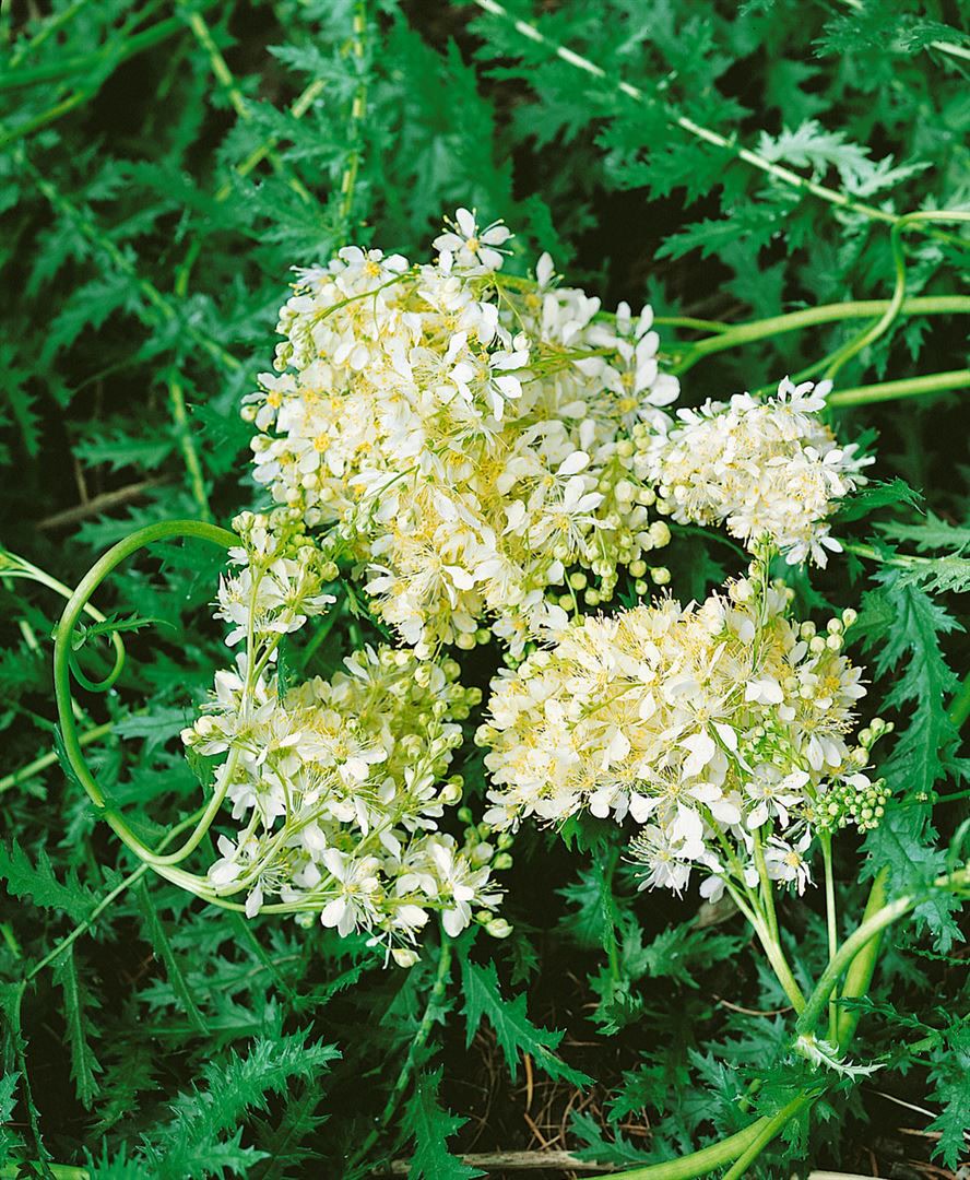 Filipendula vulgaris, Spierstaude, ca. 9x9 cm Topf, zartrosa Bl&uuml;ten 