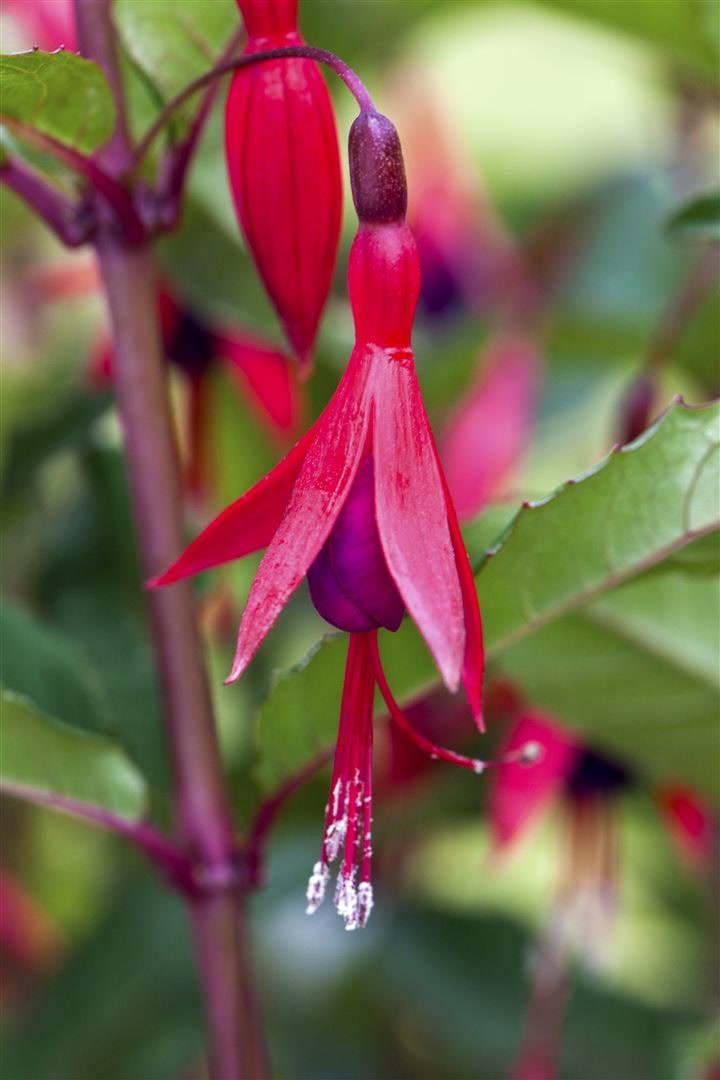 Fuchsia magellanica 'M.Popple', Fuchsie, rot-violett, ca. 9x9 cm Topf 