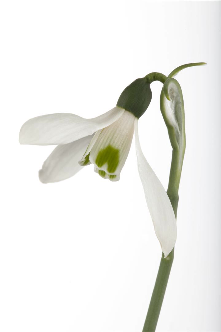 Galanthus nivalis, Schneegl&ouml;ckchen, wei&szlig;, ca. 9x9 cm Topf 