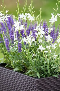 Gaura lindheimerii 'Short Form', Prachtkerze, weiß, ca. 9x9 cm Topf 
