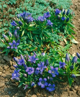 Gentiana septemfida var.lagodechiana, Enzian, blau, ca. 9x9 cm Topf 