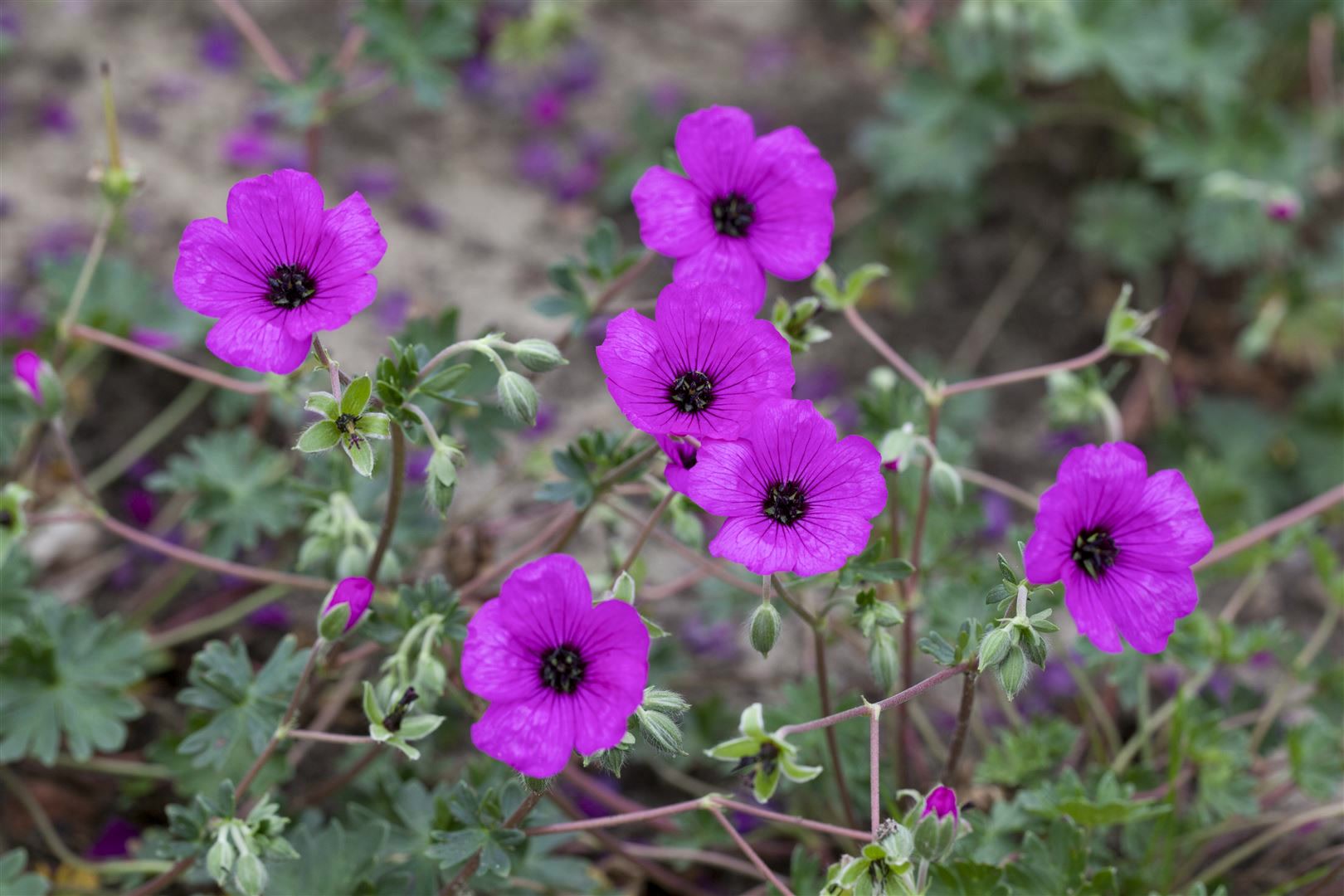 Geranium cinereum subcaulesc. 'Giuseppii', leuchtend rosa, ca. 9x9 cm Topf 