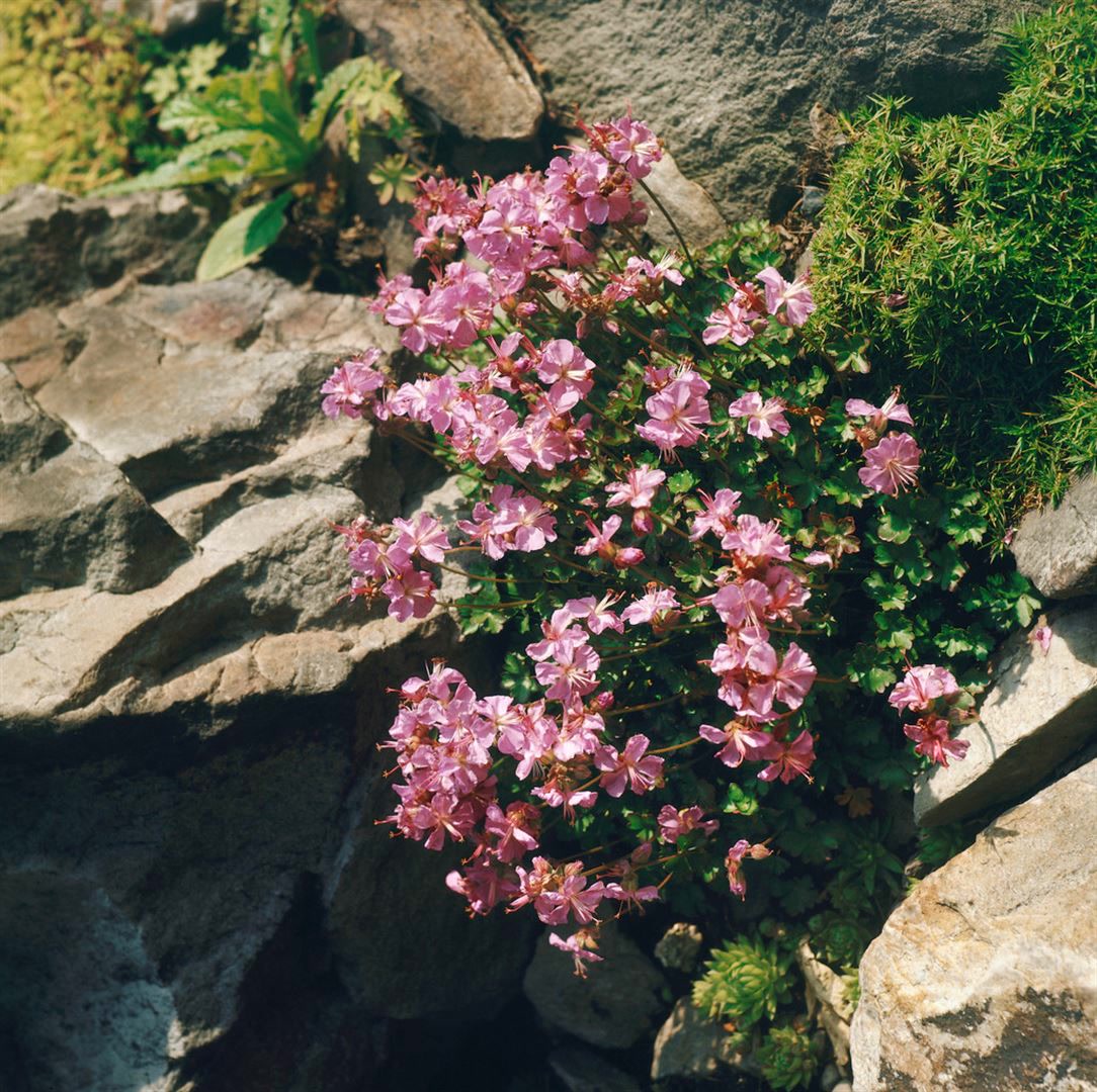 Geranium dalmaticum 'Bressingham Pink', rosa, ca. 9x9 cm Topf 