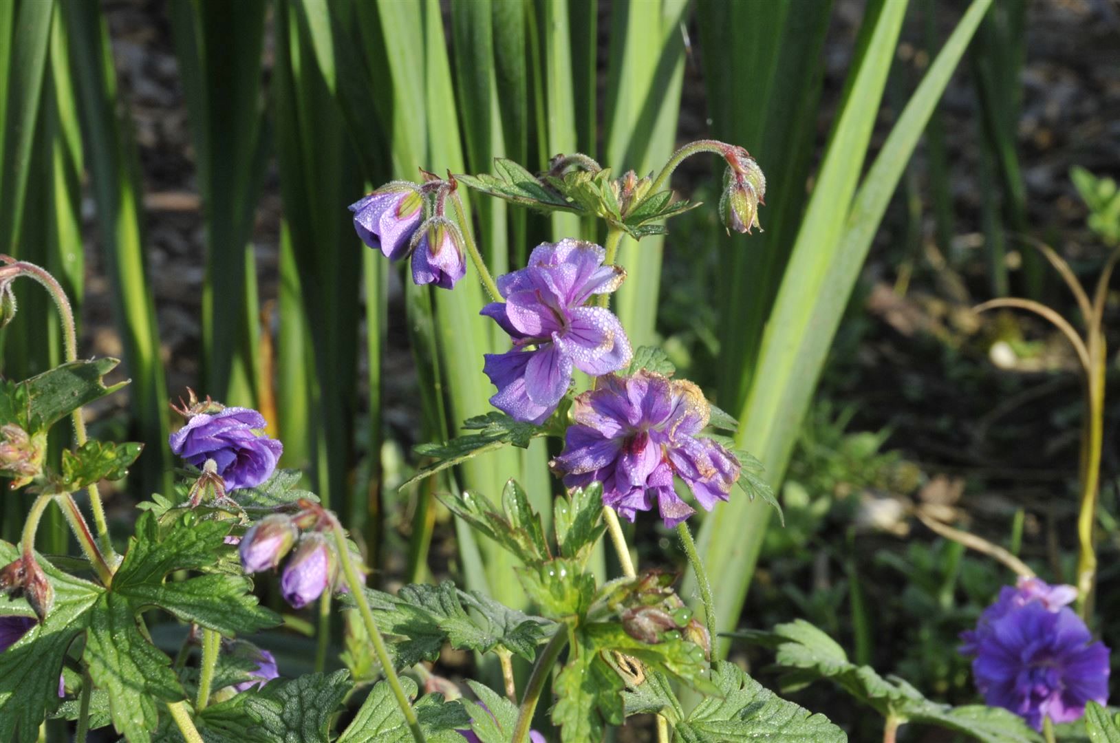 Geranium himalayense 'Plenum', Himalaya-Storchschnabel, gef&uuml;llt, ca. 9x9 cm Topf 
