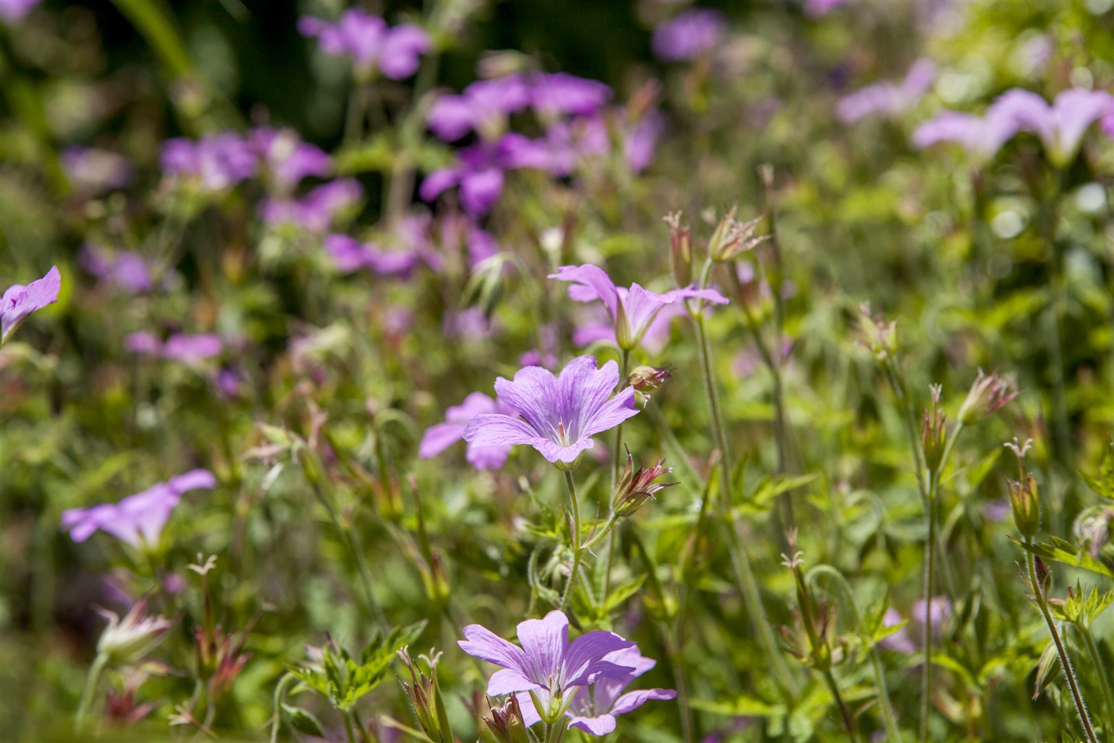 Geranium macrorrhizum 'Olympos', Balkan-Storchschnabel, ca. 9x9 cm Topf 