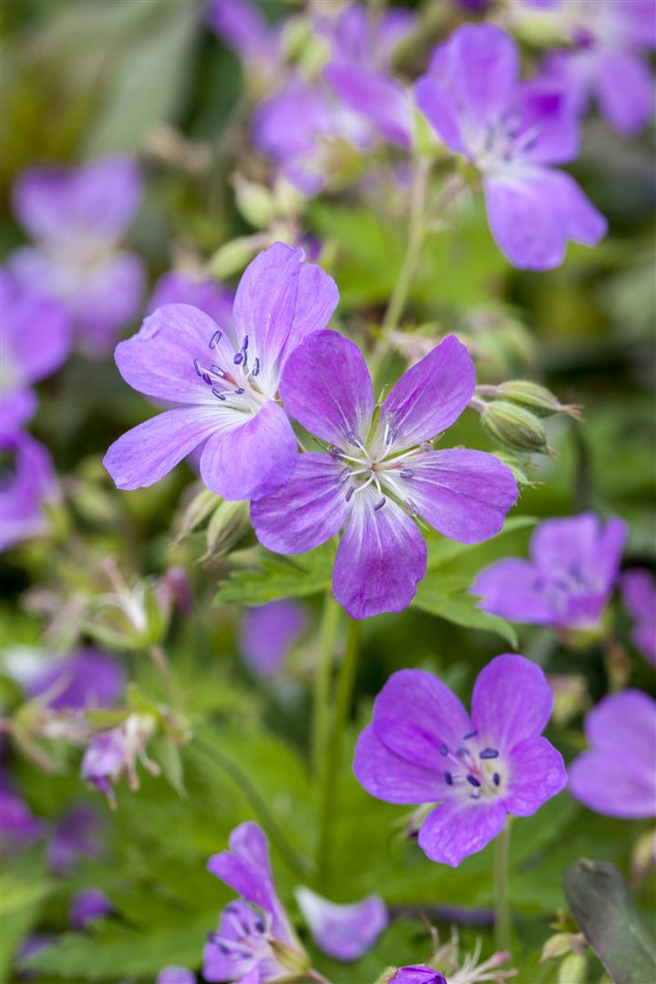 Geranium pratense, Wiesen-Storchschnabel, blauviolett, ca. 9x9 cm Topf 