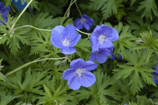 Geranium pratense 'Orion', Storchschnabel, blauviolett, ca. 9x9 cm Topf 