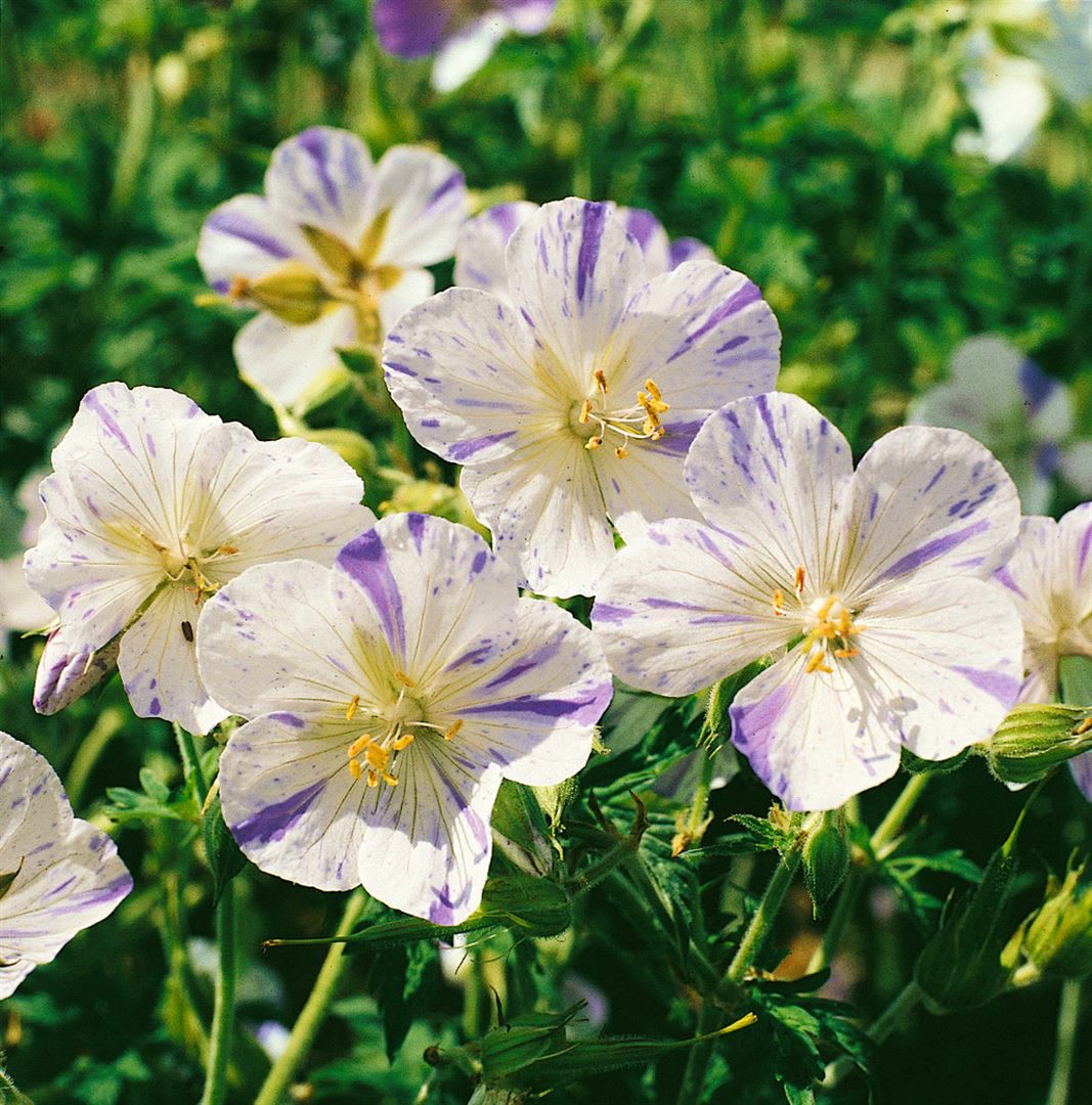 Geranium pratense 'Splish Splash', Storchschnabel, blau-wei&szlig;, ca. 9x9 cm Topf 