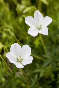 Geranium sanguineum 'Album', Storchschnabel, weiß, ca. 9x9 cm Topf 