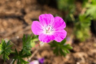 Geranium sanguineum 'Elsbeth', Blutstorchschnabel, pink, ca. 9x9 cm Topf 