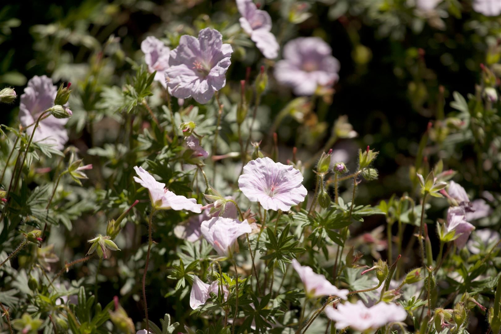 Geranium sanguineum var.striatum, Storchschnabel, zartrosa, ca. 9x9 cm Topf 