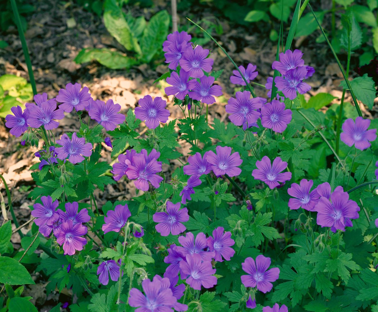 Geranium sylvaticum 'Birch Lilac', Storchschnabel, lila, ca. 9x9 cm Topf 
