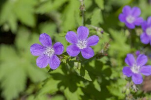 Geranium sylvaticum 'Mayflower', Storchschnabel, violett, ca. 9x9 cm Topf 