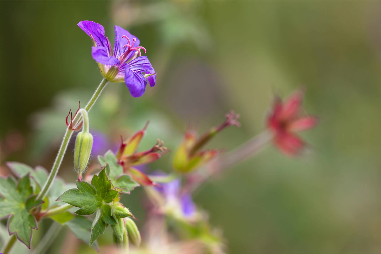 Geranium wlassovianum, Storchschnabel, purpurrot, ca. 9x9 cm Topf 