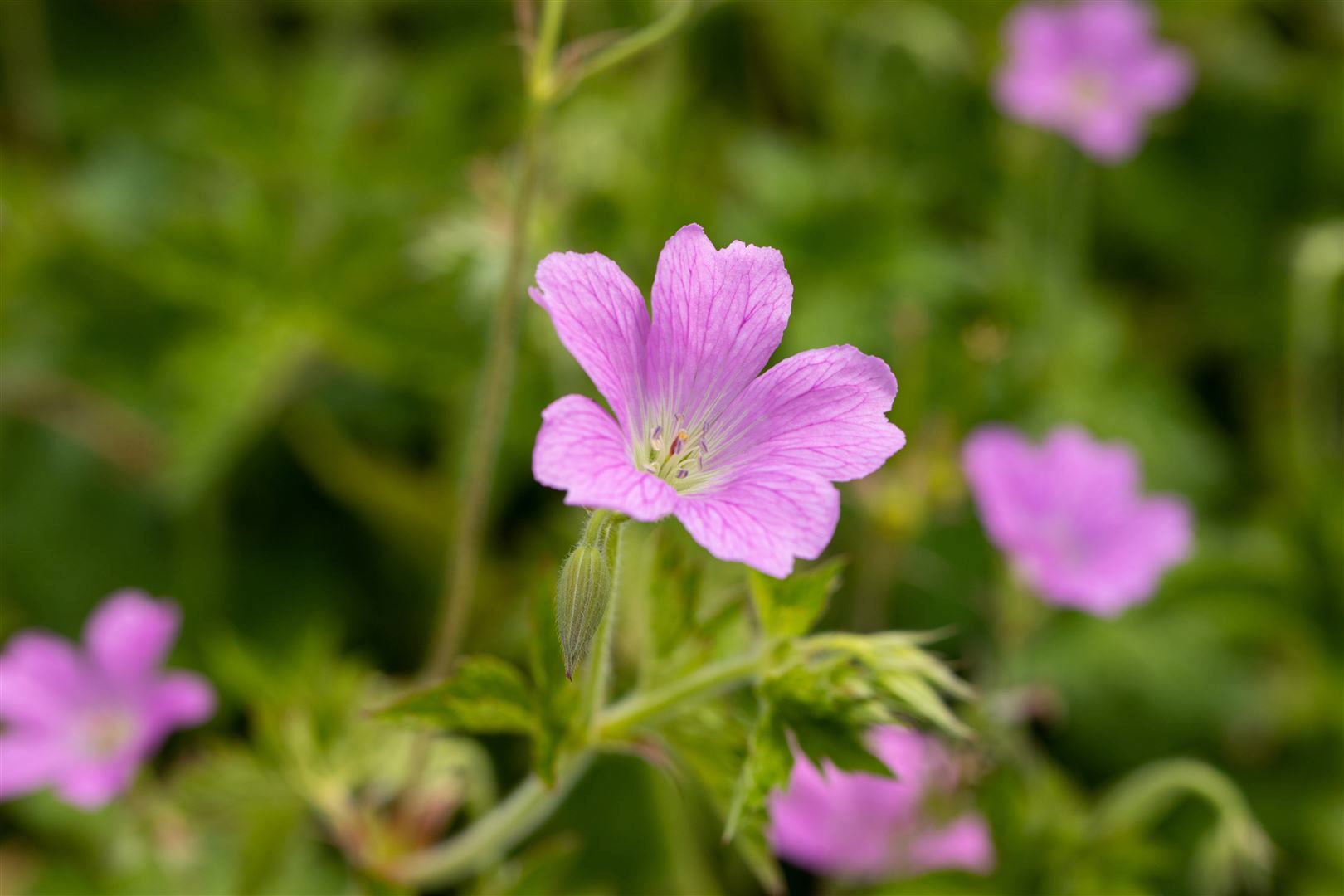 Geranium x oxonianum 'Rose Clair', Storchschnabel, rosa, ca. 9x9 cm Topf 