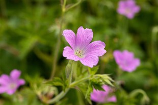 Geranium x oxonianum 'Rose Clair', Storchschnabel, rosa, ca. 9x9 cm Topf 