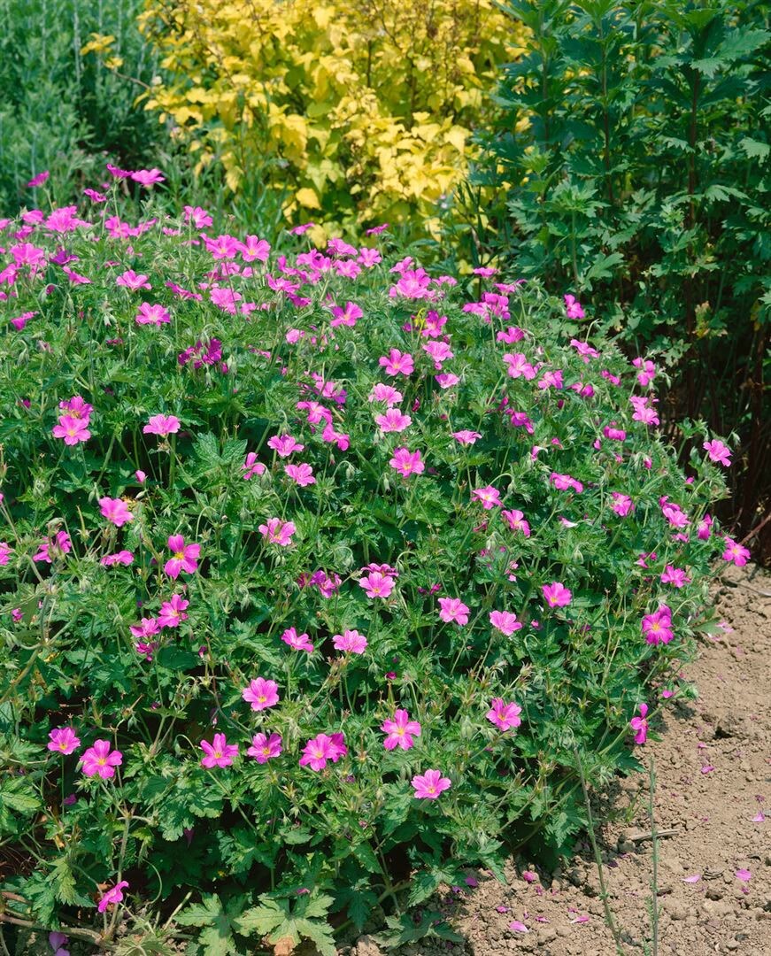 Geranium x oxonianum 'Rosenlicht', Storchschnabel, rosa, ca. 9x9 cm Topf 