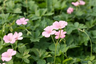 Geranium x oxonianum 'Wargrave Pink', Storchschnabel, rosa, ca. 9x9 cm Topf 