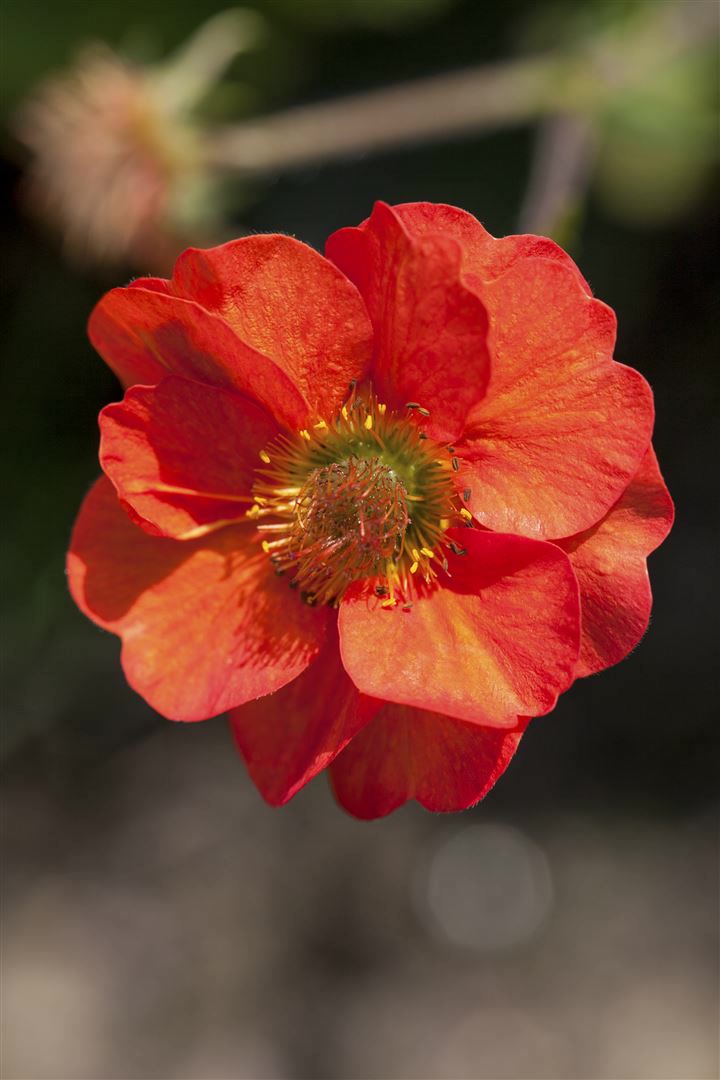 Geum chiloense 'Feuerball', Nelkenwurz, leuchtend rot, ca. 9x9 cm Topf 