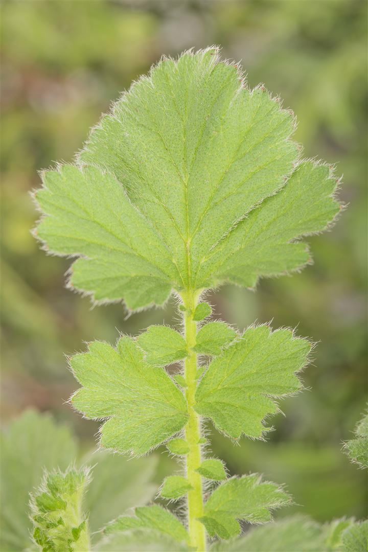 Geum chiloense 'Goldball', Nelkenwurz, leuchtend gelb, ca. 9x9 cm Topf 