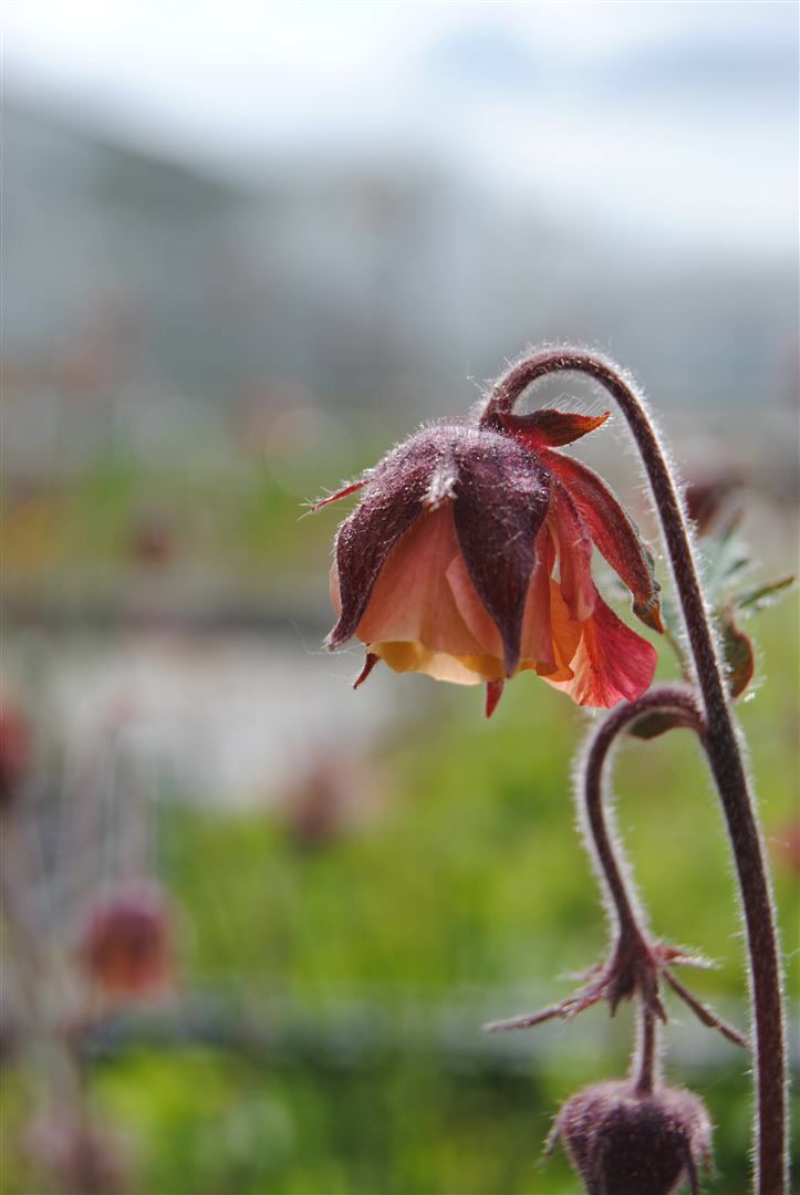Geum rivale, Bach-Nelkenwurz, orange-rot, ca. 9x9 cm Topf 