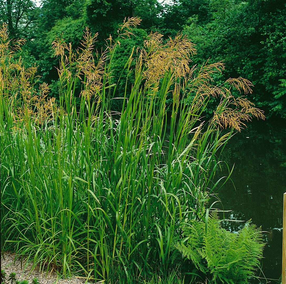 Glyceria maxima, S&uuml;&szlig;gras, ca. 9x9 cm Topf 