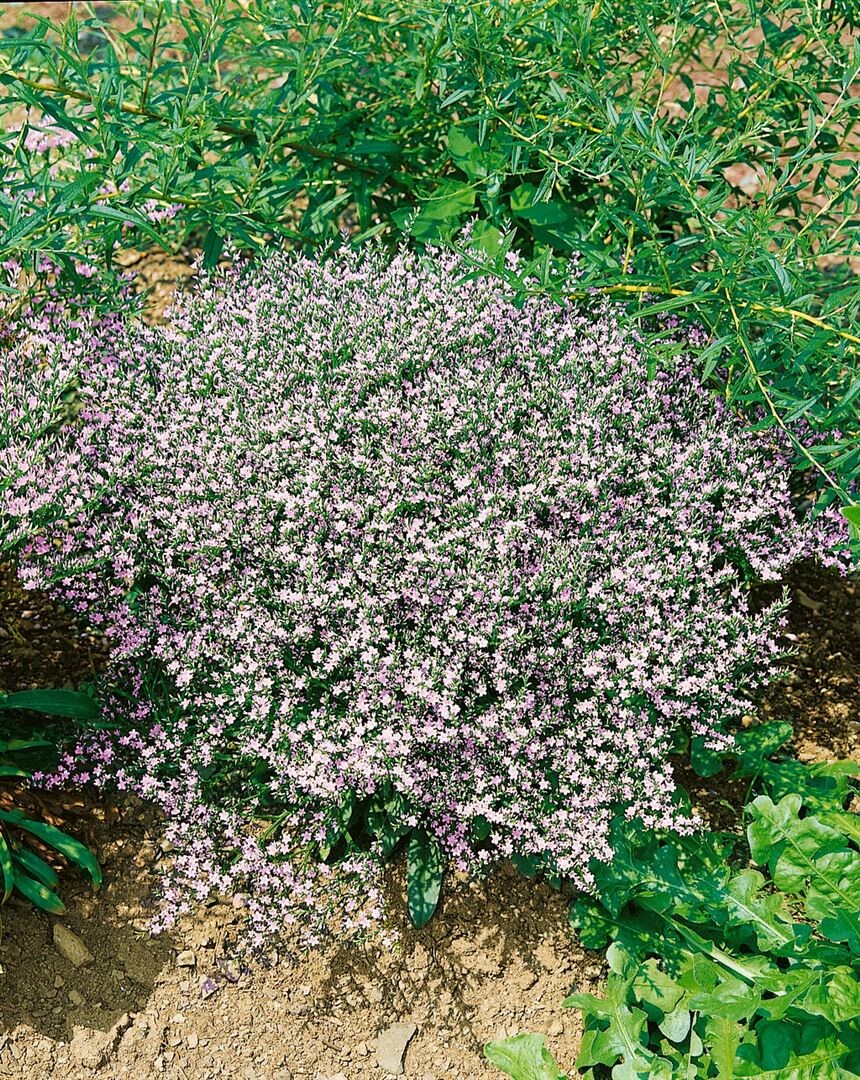 Goniolimon tataricum, Tatarische Strandflieder, ca. 9x9 cm Topf 