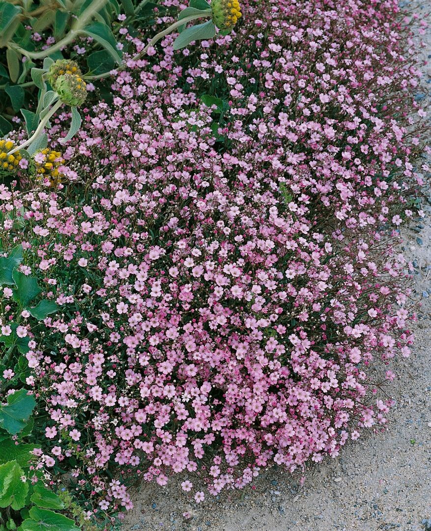 Gypsophila repens 'Rosa Sch&ouml;nheit', Teppichschleierkraut, rosa, ca. 9x9 cm Topf 