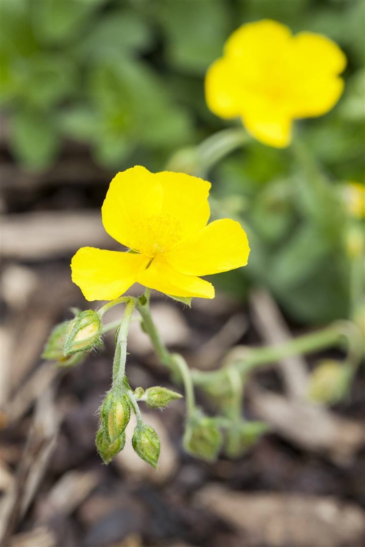 Helianthemum x cult. 'Golden Queen', Sonnenr&ouml;schen, gelb, ca. 9x9 cm Topf 