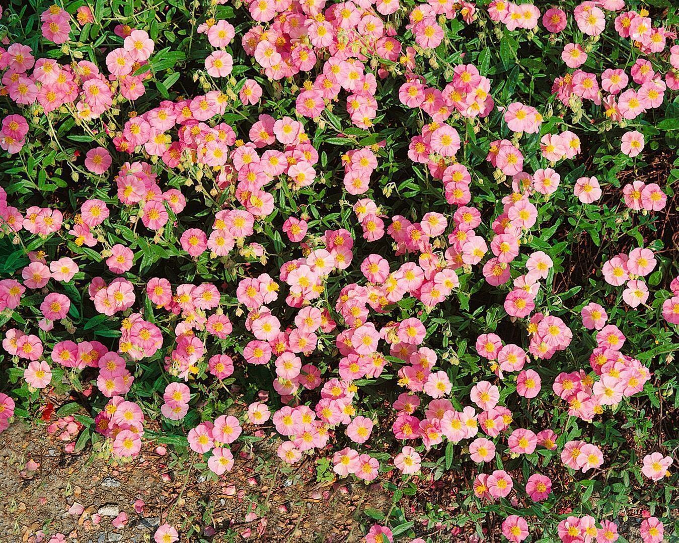 Helianthemum x cult. 'Lawrensons Pink', Sonnenr&ouml;schen, rosa, ca. 9x9 cm Topf 