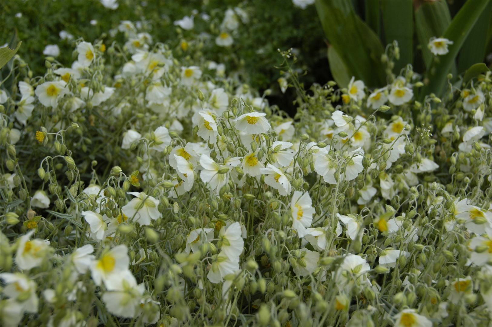 Helianthemum x cult. 'Snow Queen', Sonnenr&ouml;schen, wei&szlig;, ca. 9x9 cm Topf 