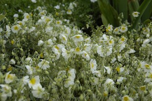 Helianthemum x cult. 'Snow Queen', Sonnenröschen, weiß, ca. 9x9 cm Topf 
