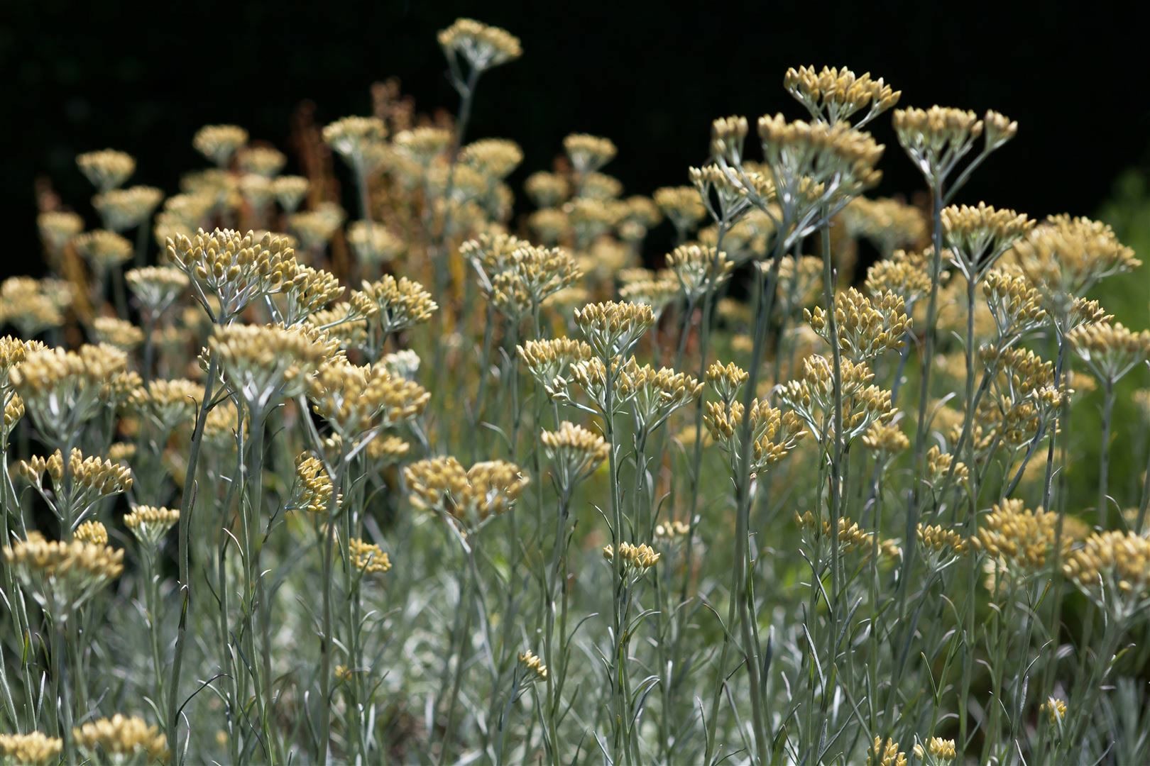 Helichrysum italicum, Currykraut, silbrig-grau, ca. 9x9 cm Topf 