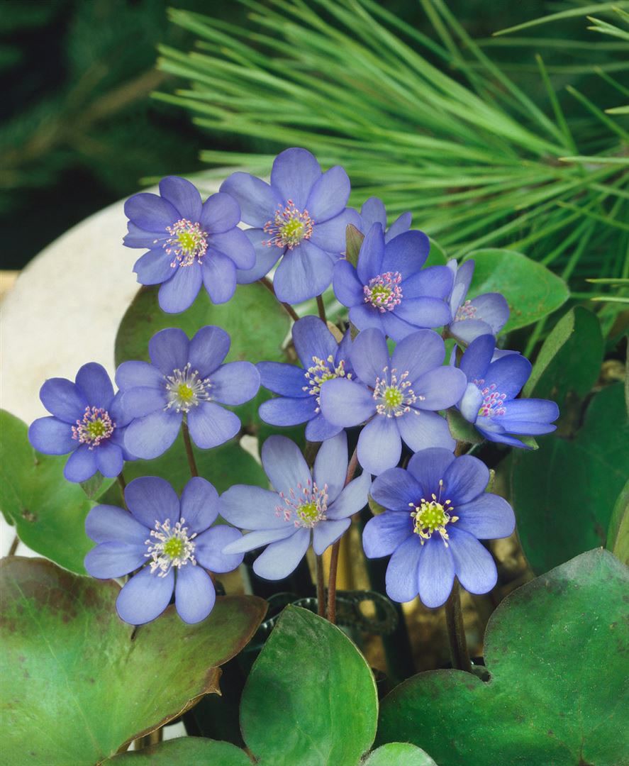 Hepatica nobilis, Leberbl&uuml;mchen, ca. 9x9 cm Topf, blau bl&uuml;hend 