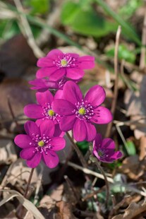 Hepatica nobilis f.rubra, Leberblümchen, rot, ca. 9x9 cm Topf 