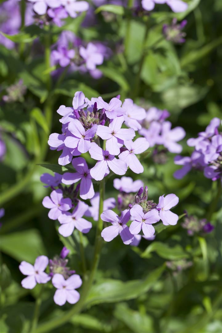 Hesperis matronalis, Nachtviole, violett, ca. 9x9 cm Topf 