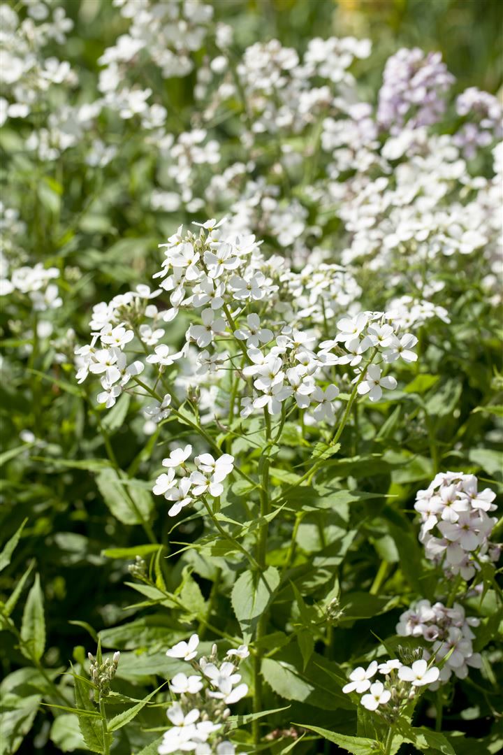 Hesperis matronalis 'Alba', Nachtviole, wei&szlig;, ca. 9x9 cm Topf 