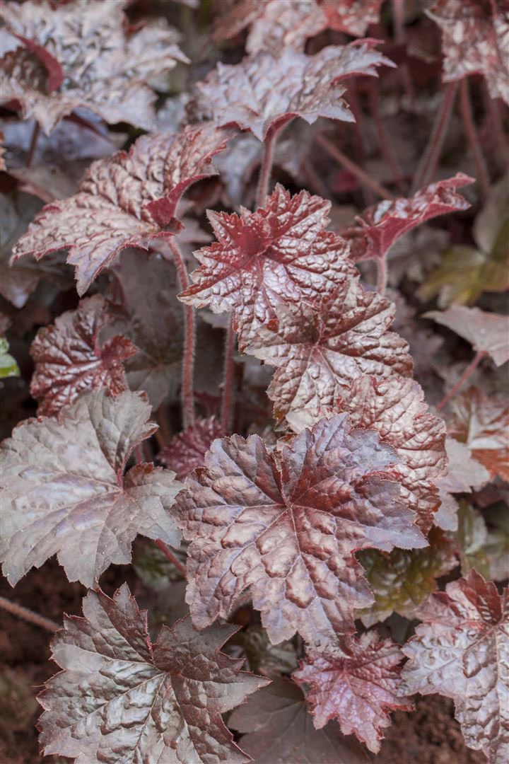 Heuchera micrantha 'Palace Purple', Purpurgl&ouml;ckchen, ca. 9x9 cm Topf 