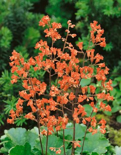 Heuchera sanguinea 'Leuchtkäfer', Purpurglöckchen, leuchtend rot, ca. 9x9 cm Topf 