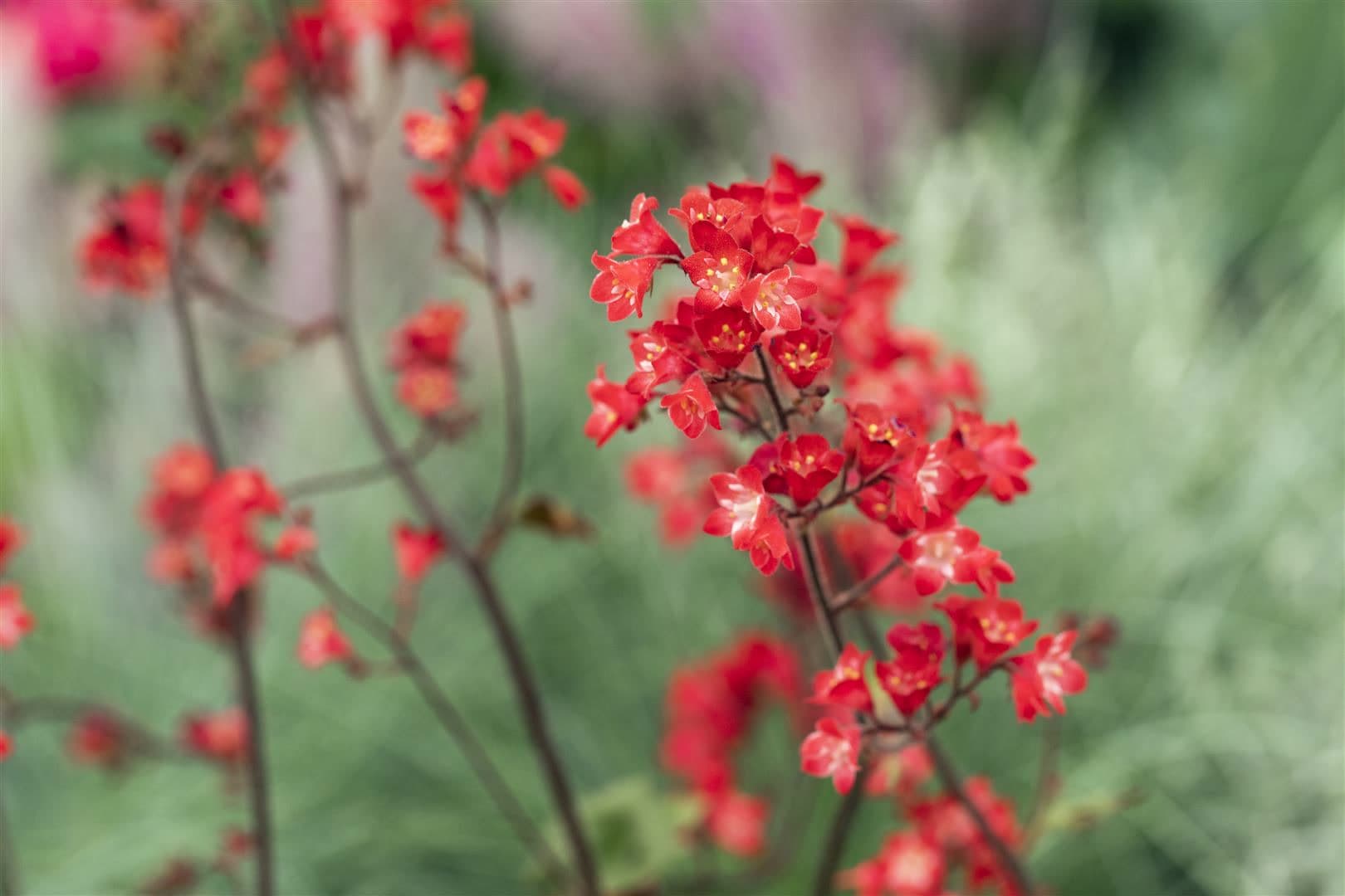 Heuchera sanguinea 'Ruby Bells', Purpurgl&ouml;ckchen, rot, ca. 9x9 cm Topf 