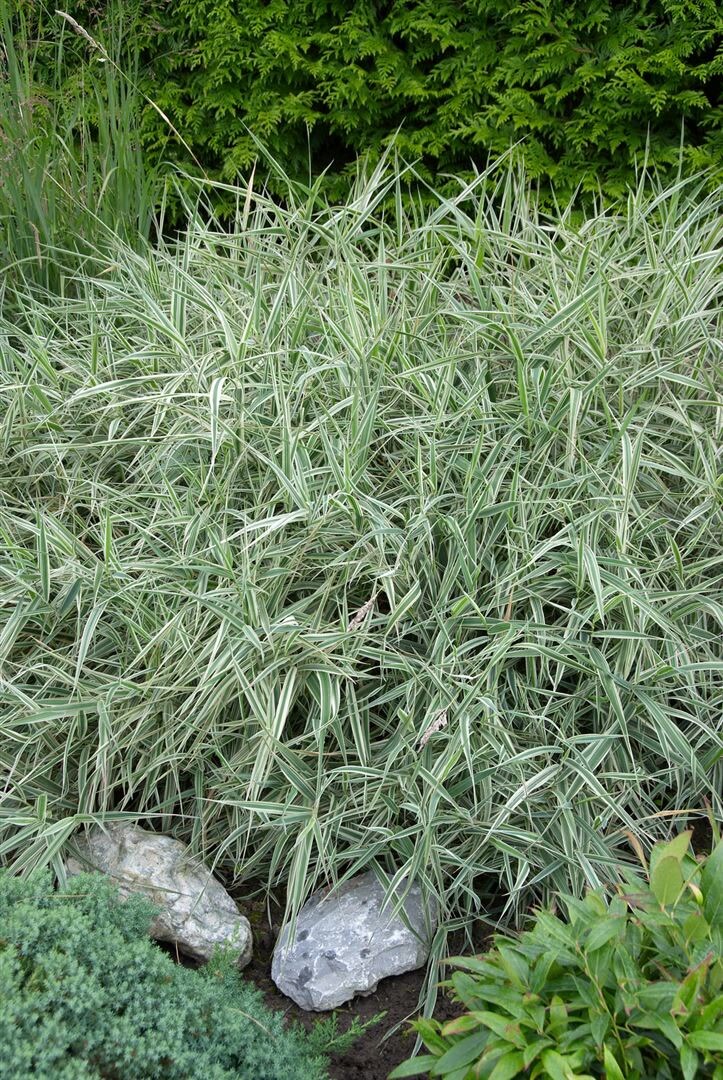 Holcus mollis 'Albovariegatus', Bunte Waldschmiele, ca. 9x9 cm Topf 