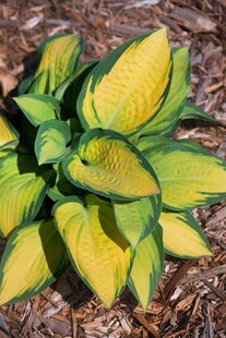 Hosta x fortunei 'Orange Marmalade', Funkie, grün-gelb, ca. 9x9 cm Topf 