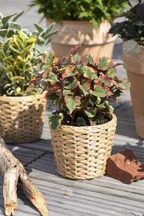 Houttuynia cordata 'Chameleon', buntes Laub, ca. 9x9 cm Topf 