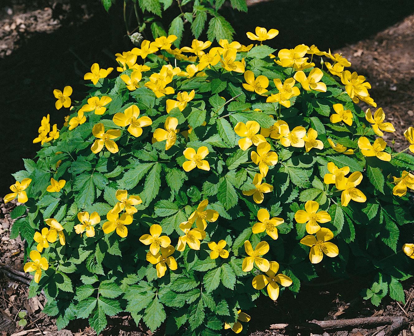 Hylomecon japonicum, Japanische Waldmohn, gelb, ca. 9x9 cm Topf 
