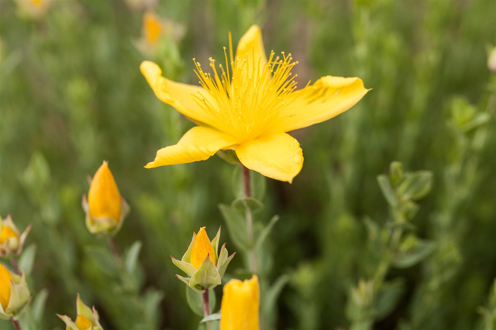 Hypericum polyphyllum 'Grandiflorum', gelb, ca. 9x9 cm Topf 