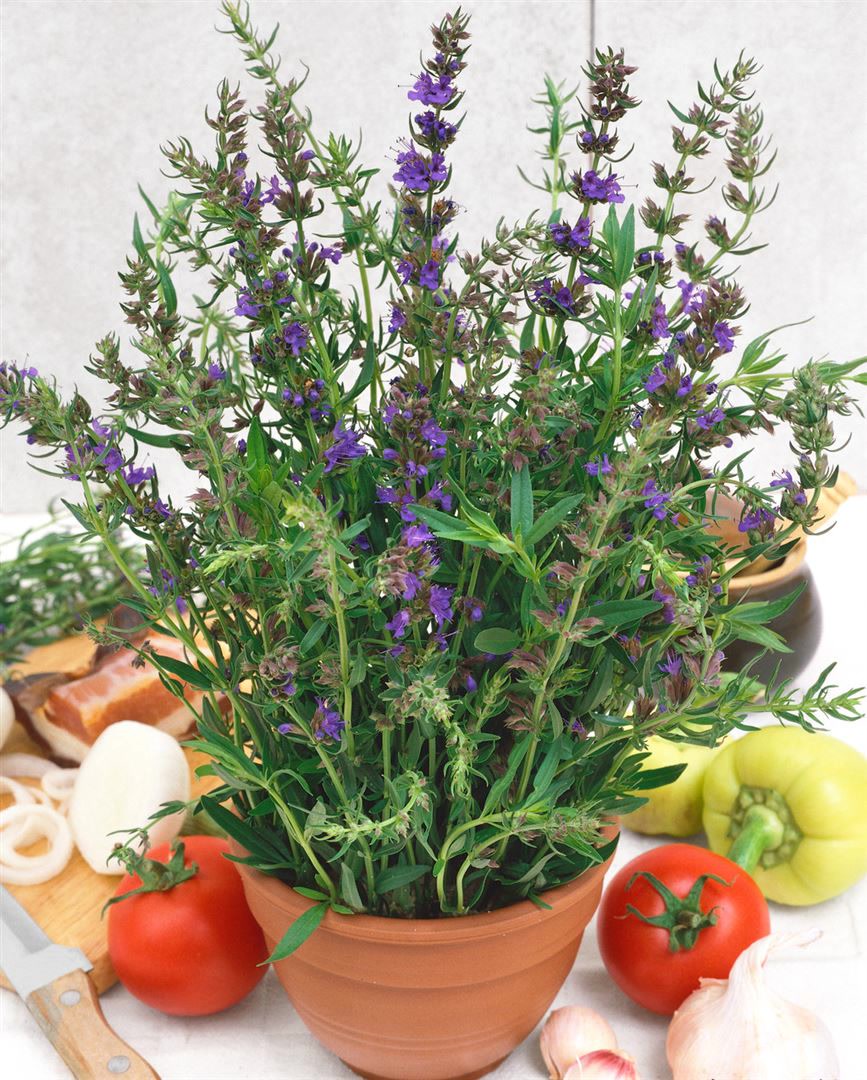 Hyssopus officinalis, Echter Ysop, aromatisch, ca. 9x9 cm Topf 