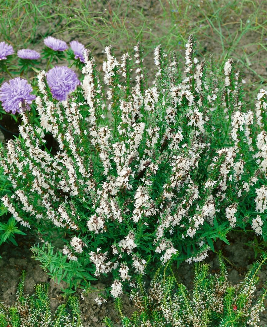 Hyssopus officinalis 'Alba', Wei&szlig;er Ysop, ca. 9x9 cm Topf 