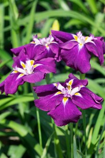 Iris ensata 'Loyalty', Japanische Schwertlilie, violett, ca. 9x9 cm Topf 