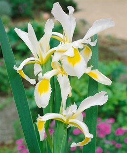 Iris spuria, ca. 9x9 cm Topf, elegant, blau-violette Blüten 